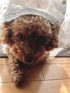 toy_poodle_mugi_1