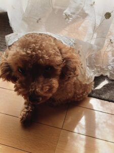 toy_poodle_mugi_0